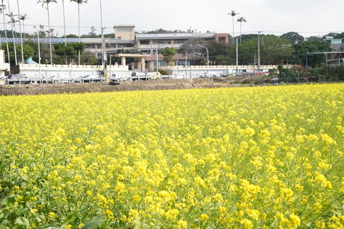 官網-新埔鎮枋寮國小對面油菜花田。 (2).JPG