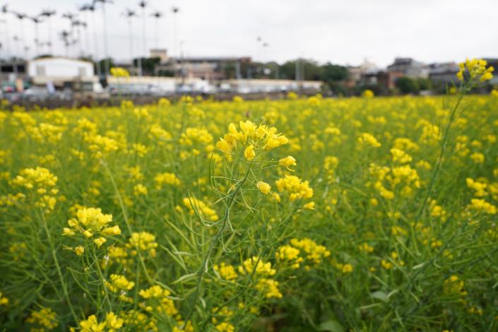 官網-新埔鎮枋寮國小對面油菜花田。.JPG