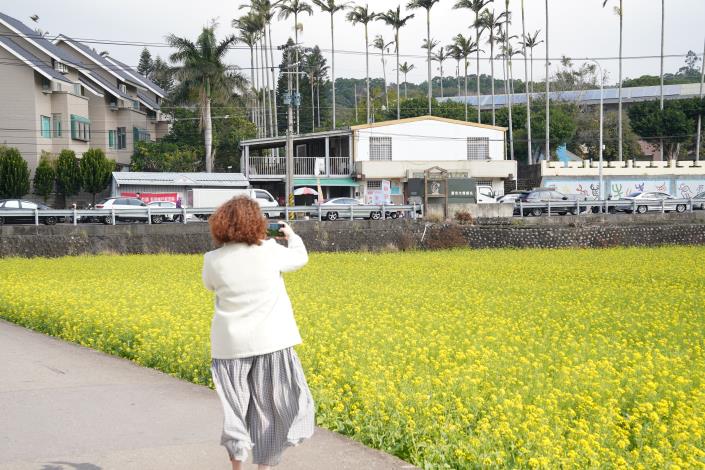 官網-新埔鎮枋寮國小對面油菜花田大爆開，美景吸引民眾拍照留念。.JPG