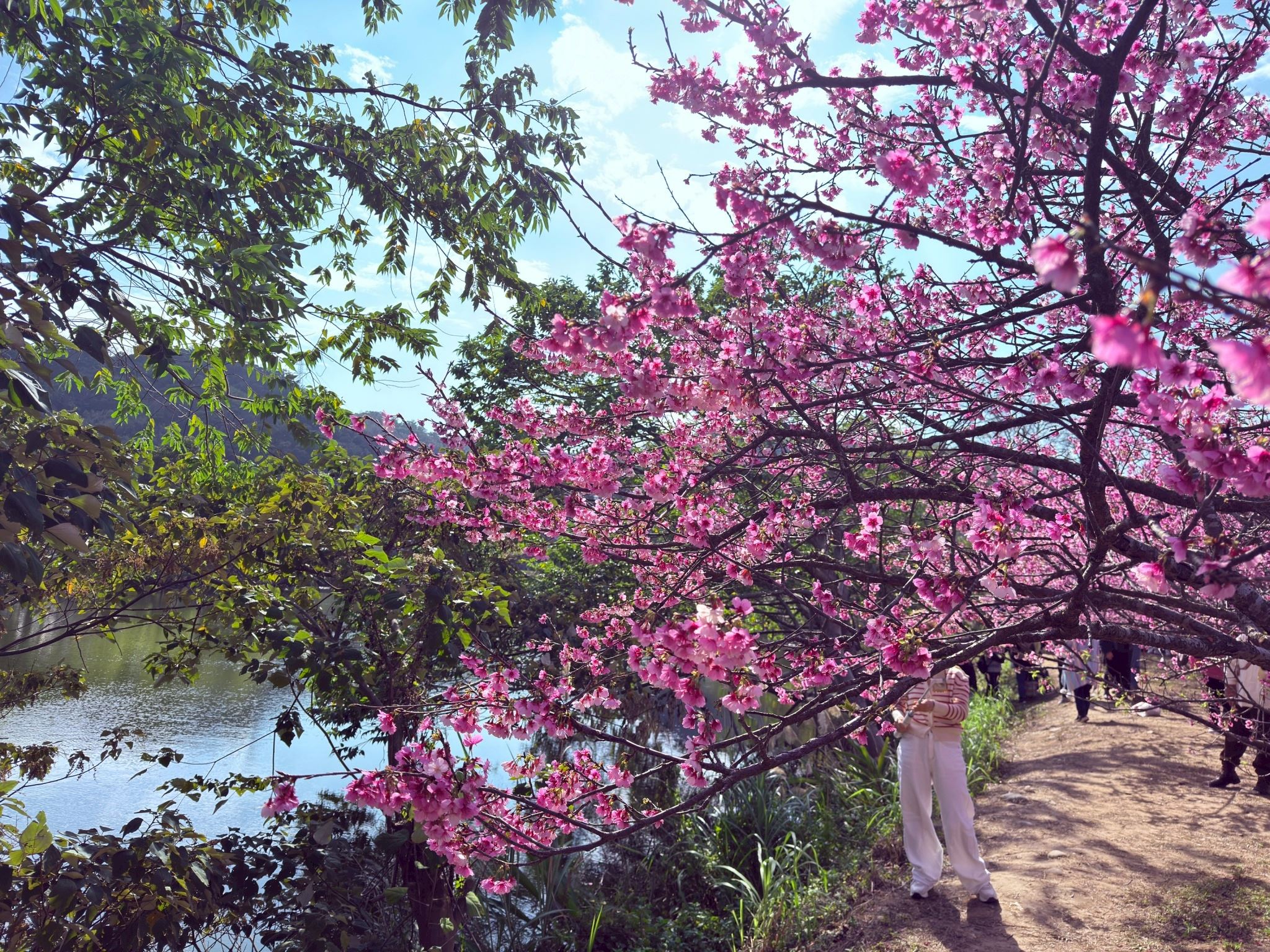 官網-01新竹縣櫻花季即將拉開序幕！隨著位於關西鎮坪林國小旁的湖畔賞櫻秘境櫻花悄悄綻放，全縣的粉色花海將席捲各大社群媒體。