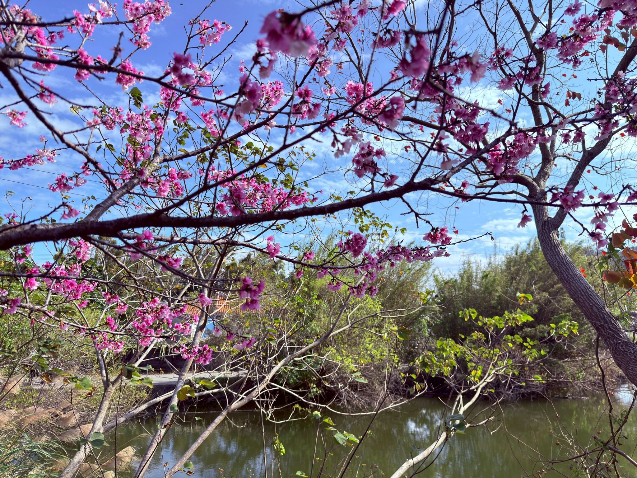 官網-02位在坪林國小對面的關西鎮賞櫻秘境，以親民的花樹高度著稱，民眾可以近距離欣賞花姿