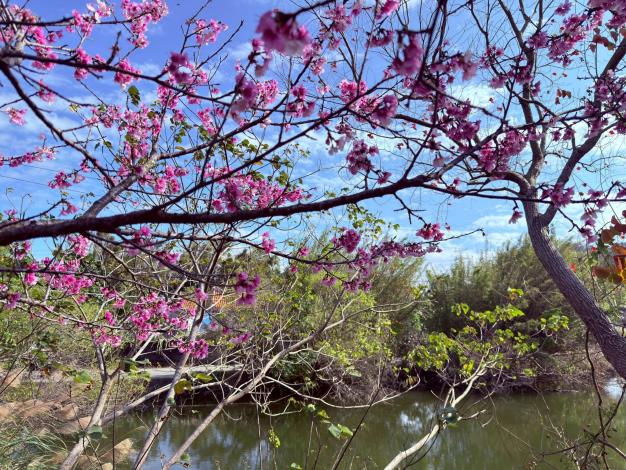 官網-02位在坪林國小對面的關西鎮賞櫻秘境，以親民的花樹高度著稱，民眾可以近距離欣賞花姿
