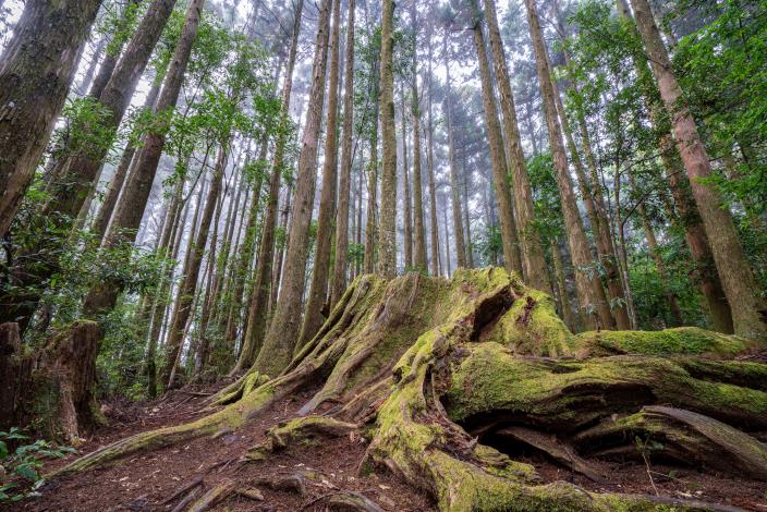 04野馬瞰山森林步道-3_0 (1)
