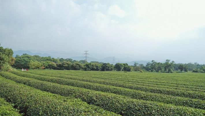 新竹縣深度旅遊品牌「新竹走走」，今年春季將全新規劃4條主題遊程，圖為茶園。 (2)