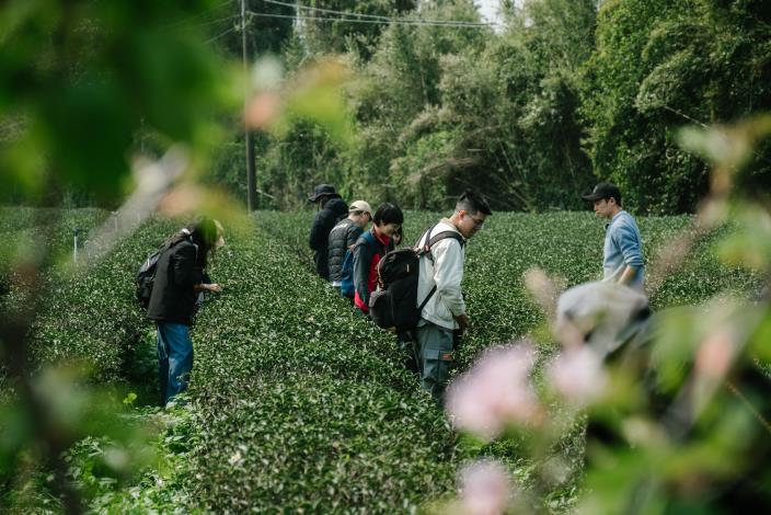 新竹縣深度旅遊品牌「新竹走走」，今年春季將全新規劃4條主題遊程，圖為茶園。