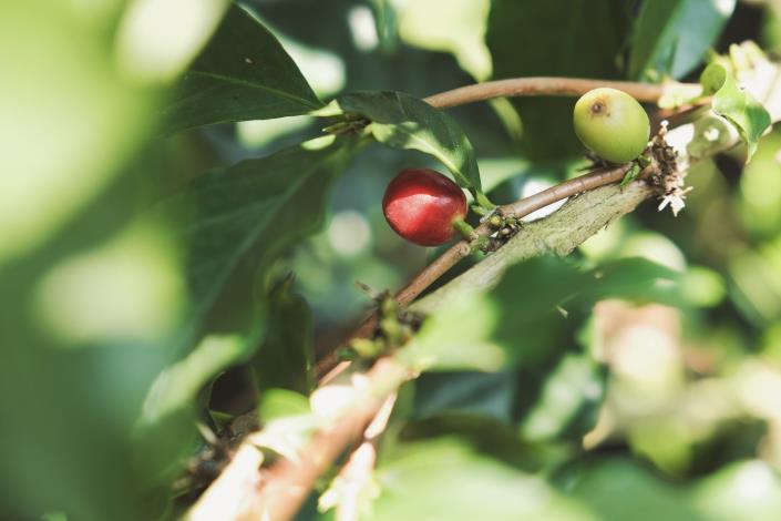 新竹縣深度旅遊品牌「新竹走走」，今年春季將全新規劃4條主題遊程，圖為咖啡。