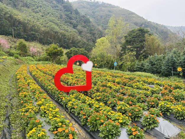 官網-竹縣那羅灣金盞花季開跑 邀您走進黃金香草部落 的圖片