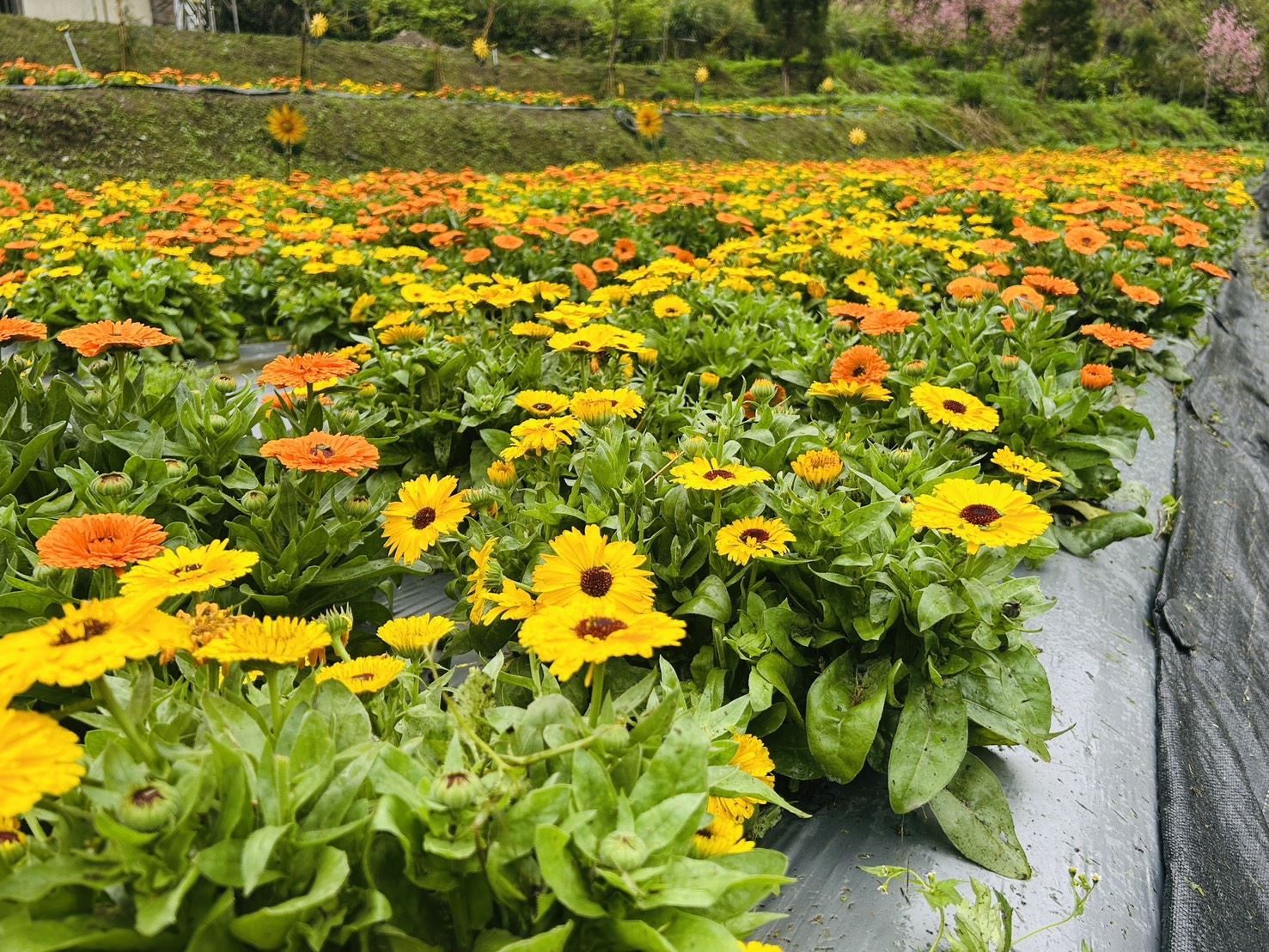 官網-為維護花田品質，今年花季首次採管制入園，明天起至4月30日平日不開放，開放每周五、六及日購票入園。