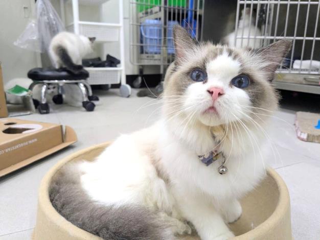 認養活動04 的圖片