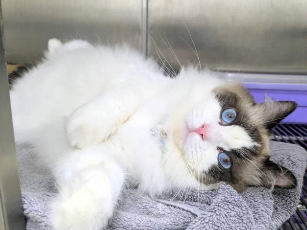 認養活動03 的圖片