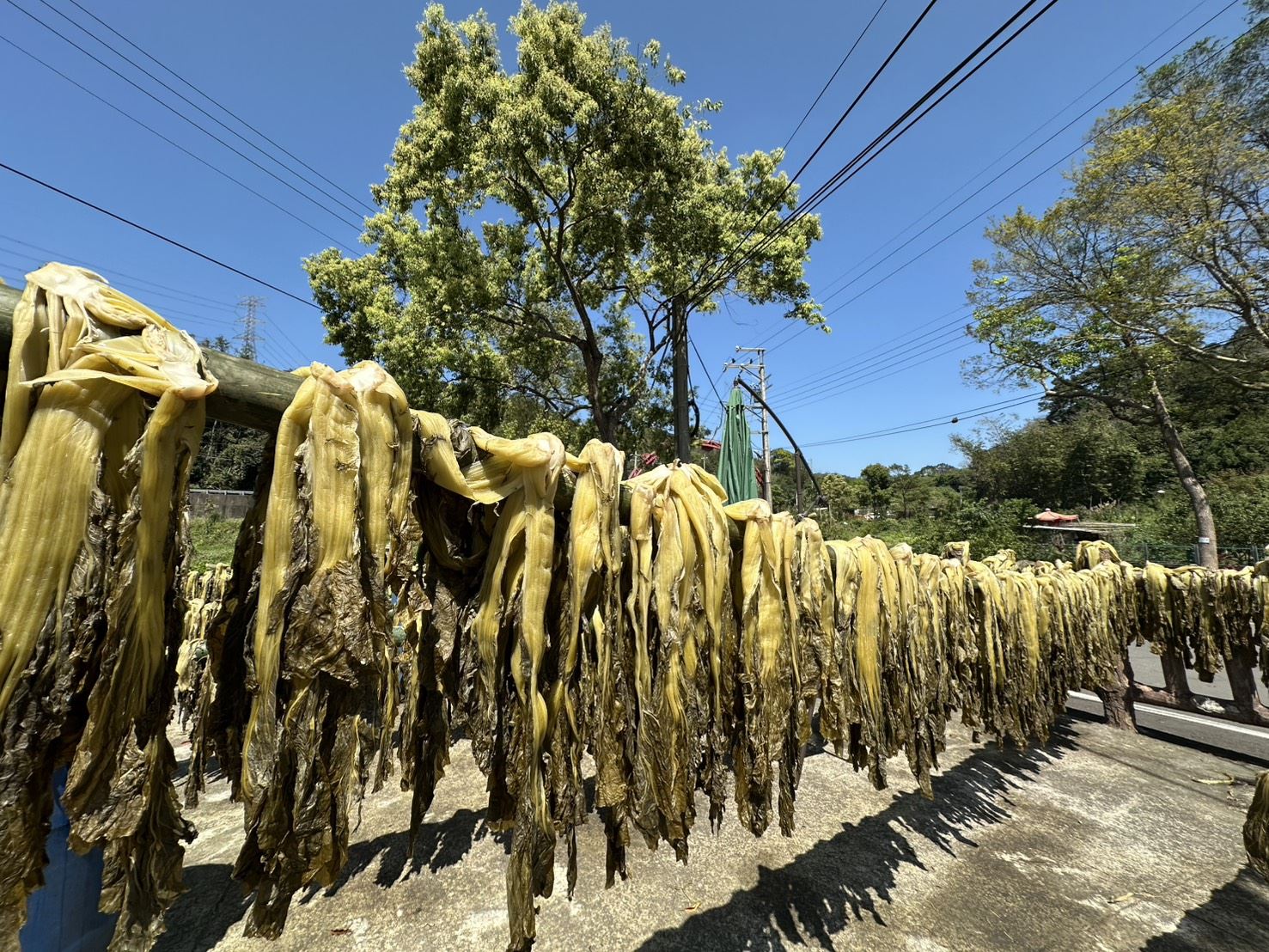 官網-福菜是當地重要的產銷作物(新埔新北社區提供)