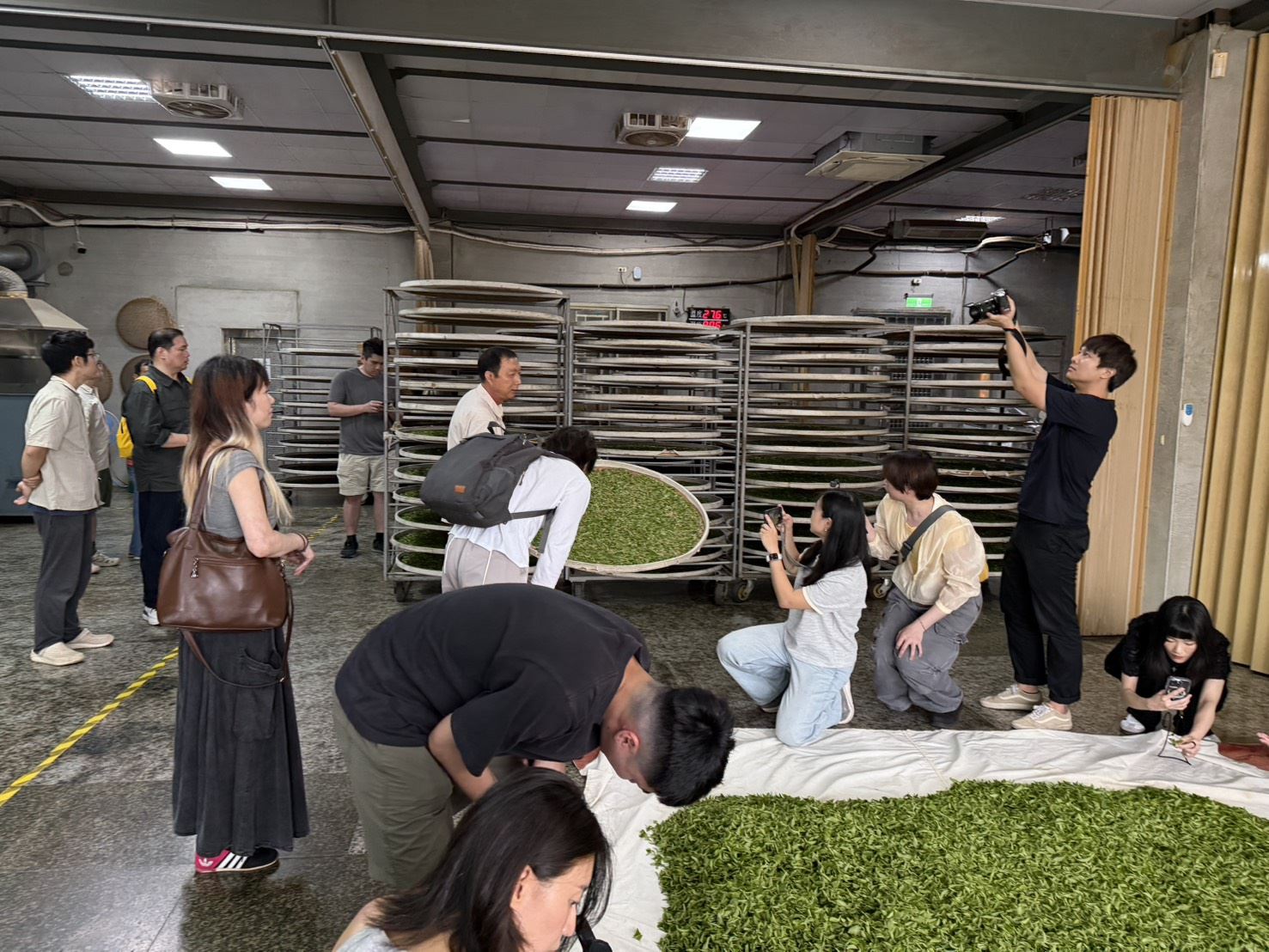 官網-走訪「徐耀良茶園」，由茶農親自解說東方美人茶的製程與特色 的圖片