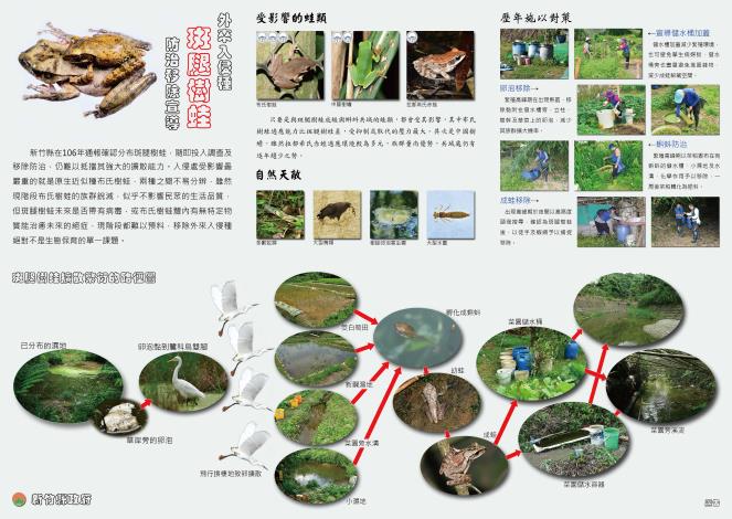 新竹縣外來種斑腿樹蛙防治宣導摺頁頁-正面