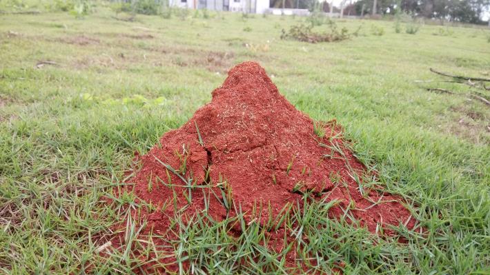 入侵紅火蟻蟻丘