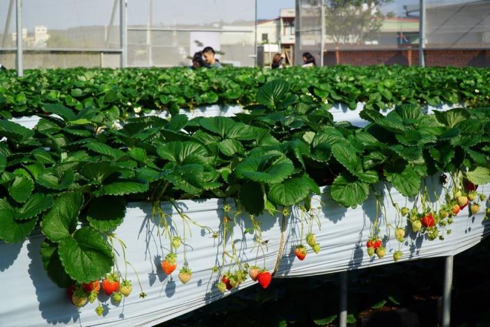 Enjoy the fun experience of healthy, pesticide-free fruit picking at strawberry farms in Zhubei and Guanxi