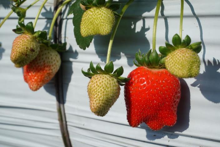 Enjoy the fun experience of healthy, pesticide-free fruit picking at strawberry farms in Zhubei and Guanxi (18 photos)