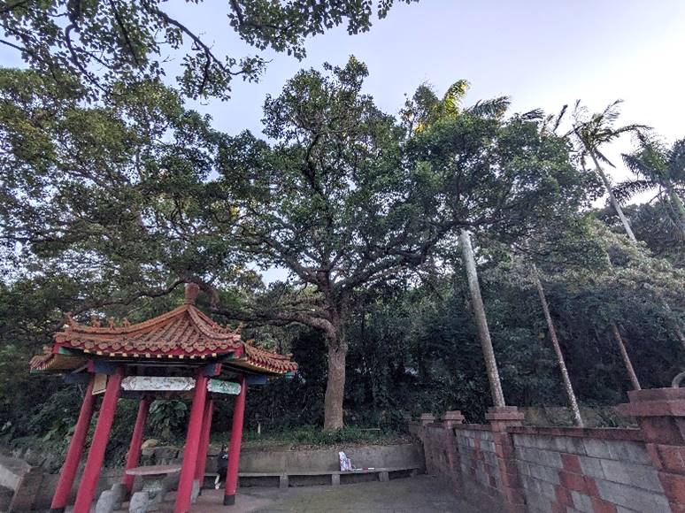 115_老樹全貌