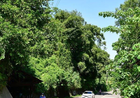 ---039x_從竹37線所攝得的老樹樹冠景觀