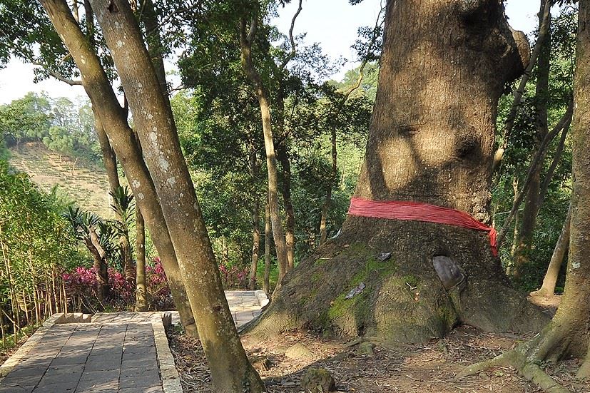 ---038_雜木林中突顯主幹的粗壯，旁邊的新修石版步道，更能親近老樹