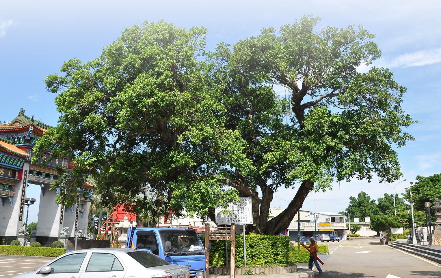 ---024x_老樹生長於停車場旁，目標極為顯著