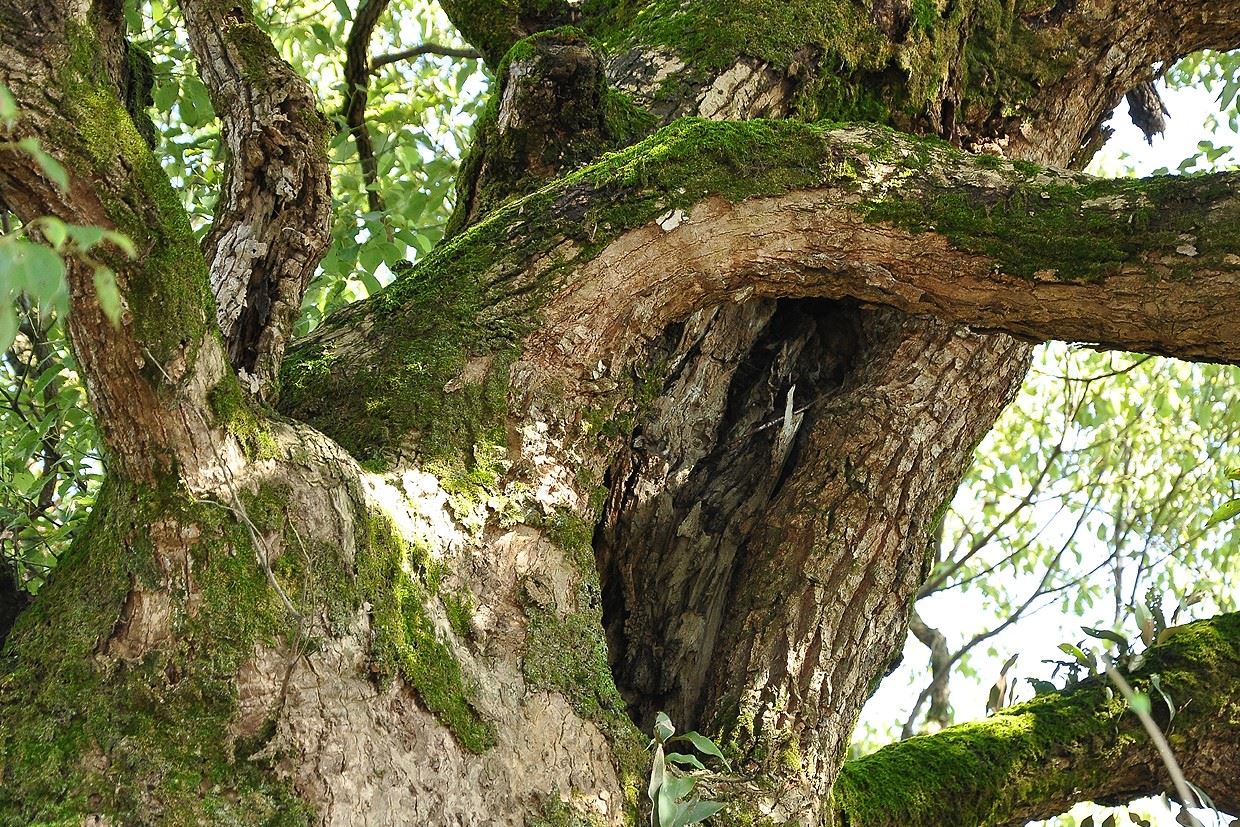 011006_緊鄰住家的老樹通常影響人類活動，在壯年期急遽生長時更甚，早期生態保育常識不足，因此修剪時造成目前的傷口腐朽，但絕非當初施作者所樂見
