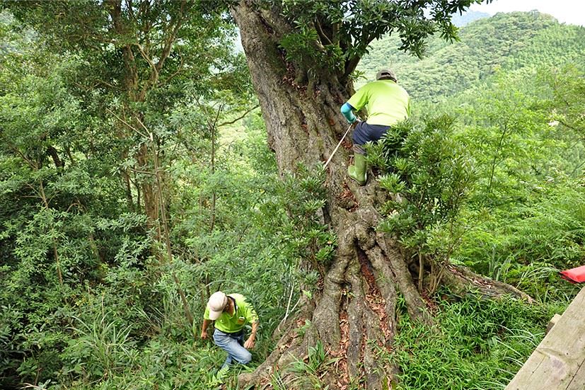 ---023x_老樹生長位置的陡峭，讓測量工作顯得危險異常