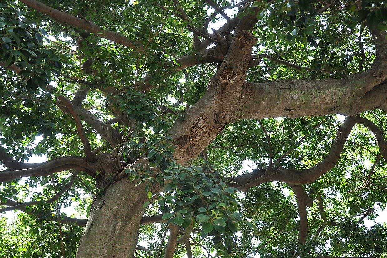 ---049x_從樹下仰望枝幹，正午仍少有陽光透下，而成綠蔭大傘