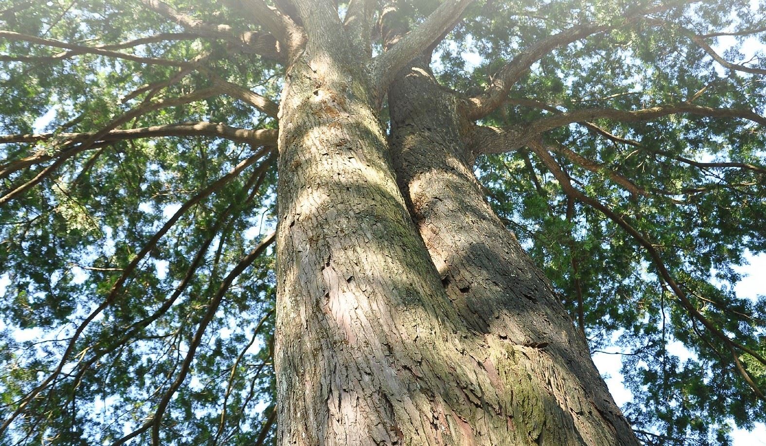 ---045x_從樹下仰望，可以觀察枝幹興盛往四方伸展